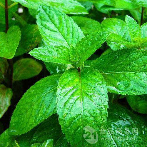 厂家供应优质薄荷素油植物香料油量大从优